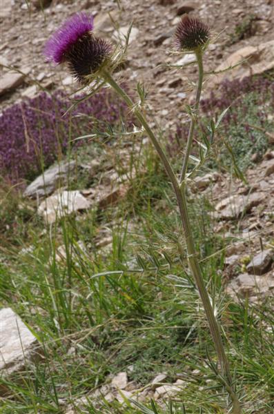 probablement Cirsium morisianum