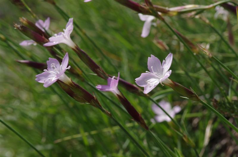 Dianthus furcatus
