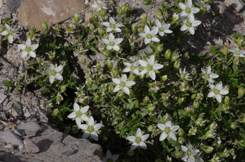 Minuartia rupestris ssp rupestris