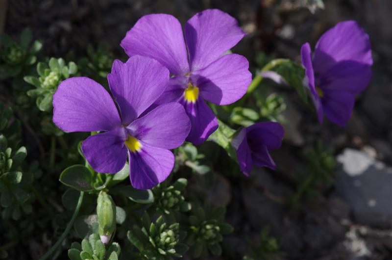 Viola cenisia