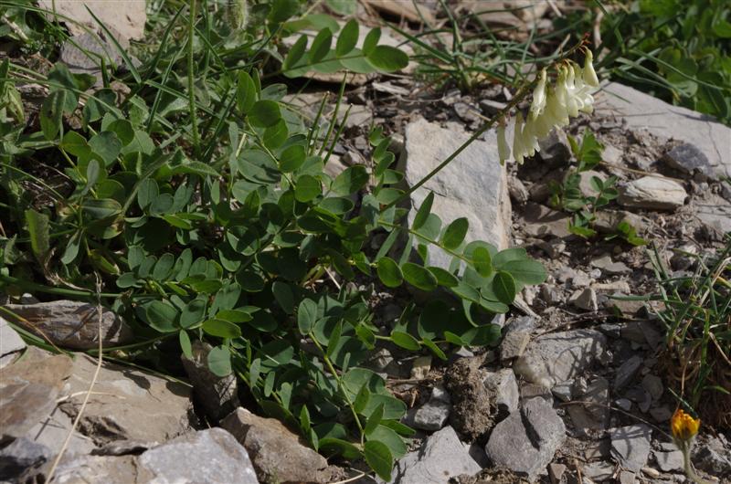 Hedysarum hedysaroides ssp boutignyanum