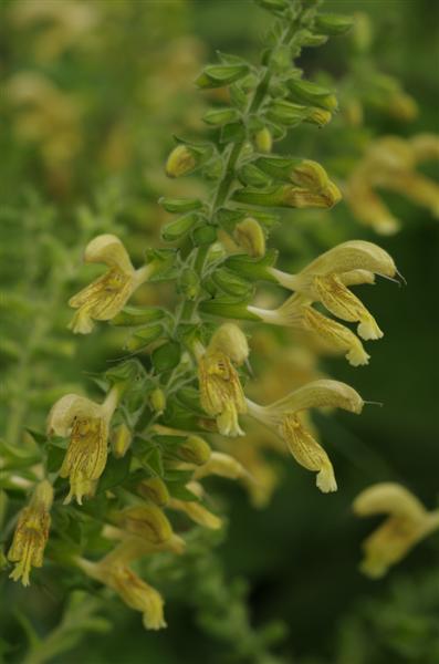 Salvia glutinosa pour Colchique