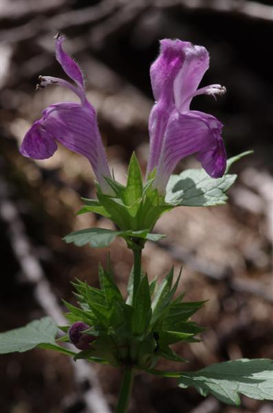 Lamium garganicum ssp longiflorum