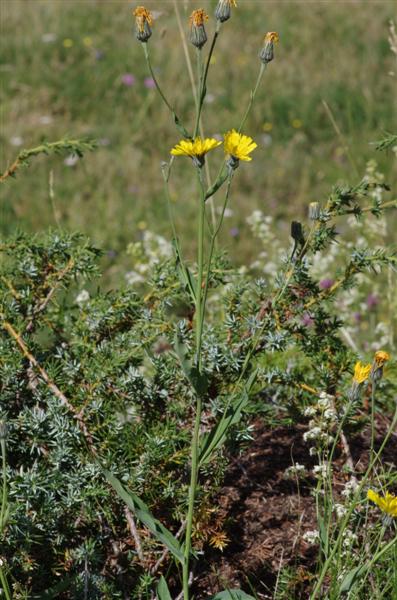 Hieracium falcatum je crois !