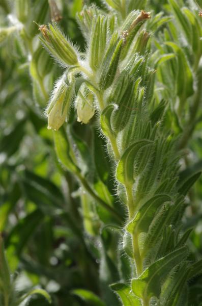 Onosma fastigiata