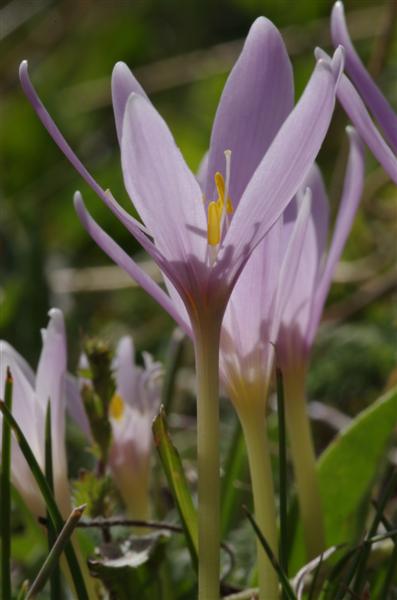 Colchicum alpinum