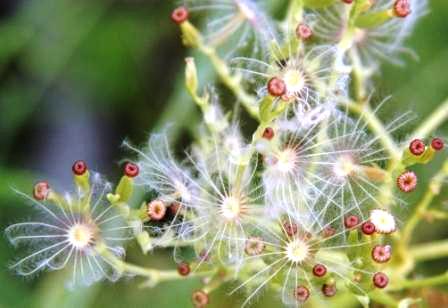 Centranthus angustifolius-Centranthe à feuilles étroites .jpg