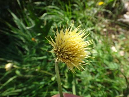 Cirsium erisithales 01.jpg