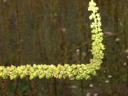 inflorescennce