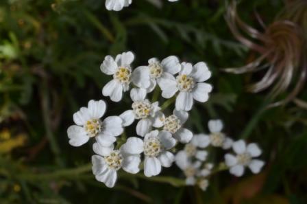 Achillea clavenae 01.jpg