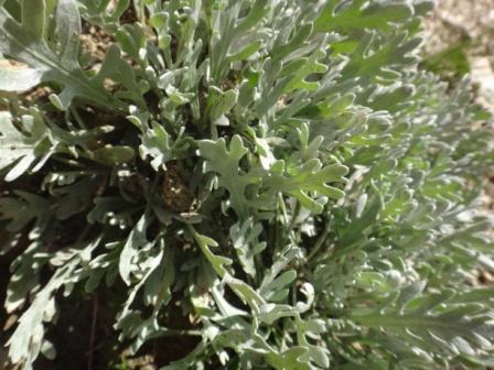 Achillea clavenae 02.jpg