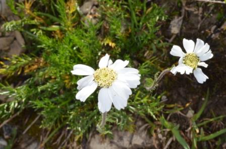 Achillea oxyloba 01.jpg