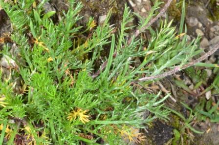 Achillea oxyloba 02.jpg