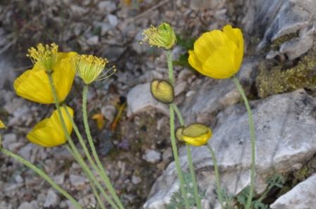 Papaver aurantiacum 01.jpg