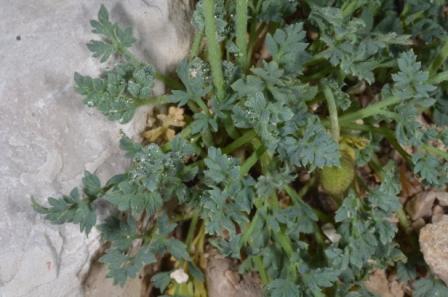 Papaver aurantiacum 02.jpg