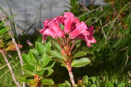 Rhododendron hirsutum.jpg