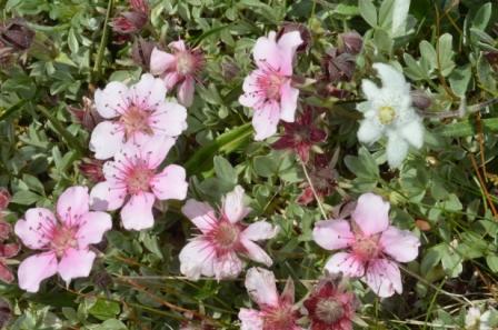 Potentilla nitida 01.jpg