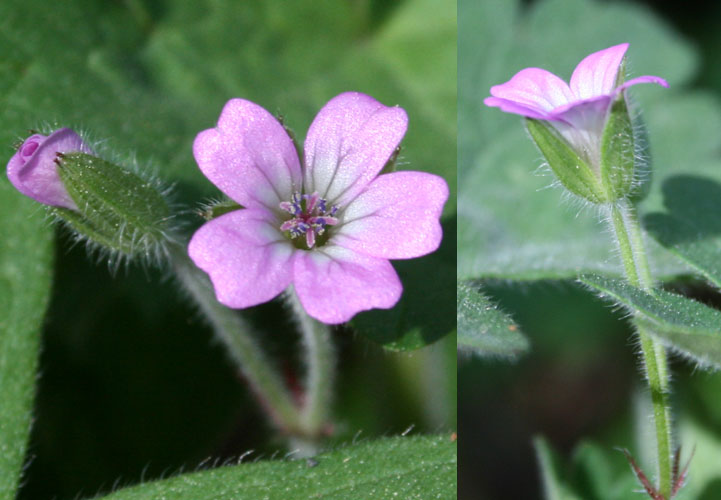 erodium2.JPG