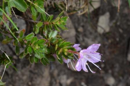 Rhodothamnus chamaecistus 01.jpg