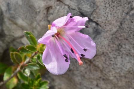 Rhodothamnus chamaecistus 02.jpg