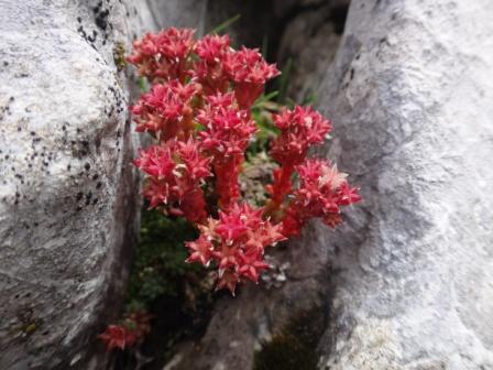 Sempervivum dolomiticum 01.jpg