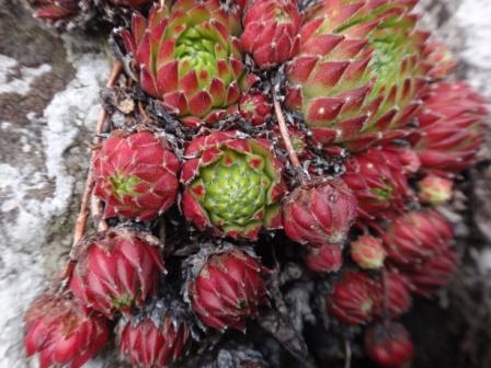 Sempervivum dolomiticum 04.jpg