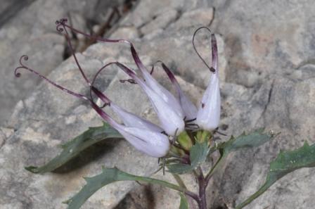 Physoplexis comosa 02.jpg