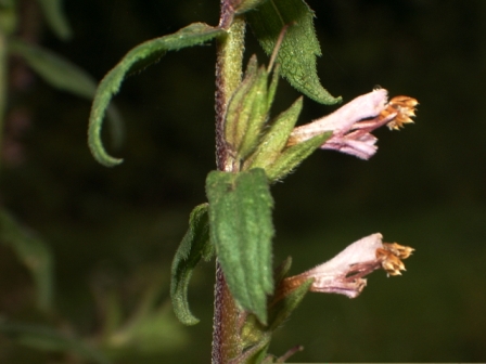 Tige et naissance de la fleur