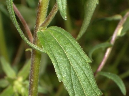 Feuille
