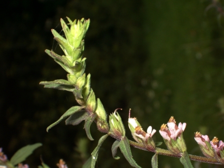 Inflorescence