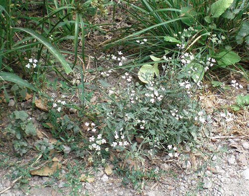 ombellifère bouquet redim.jpg