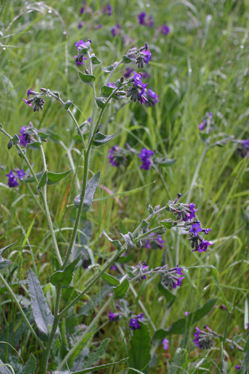 Anchusa-officinalis-11---92.jpg