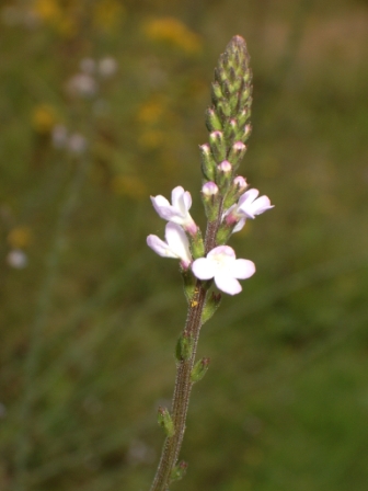 inflorescence