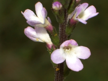 fleurs