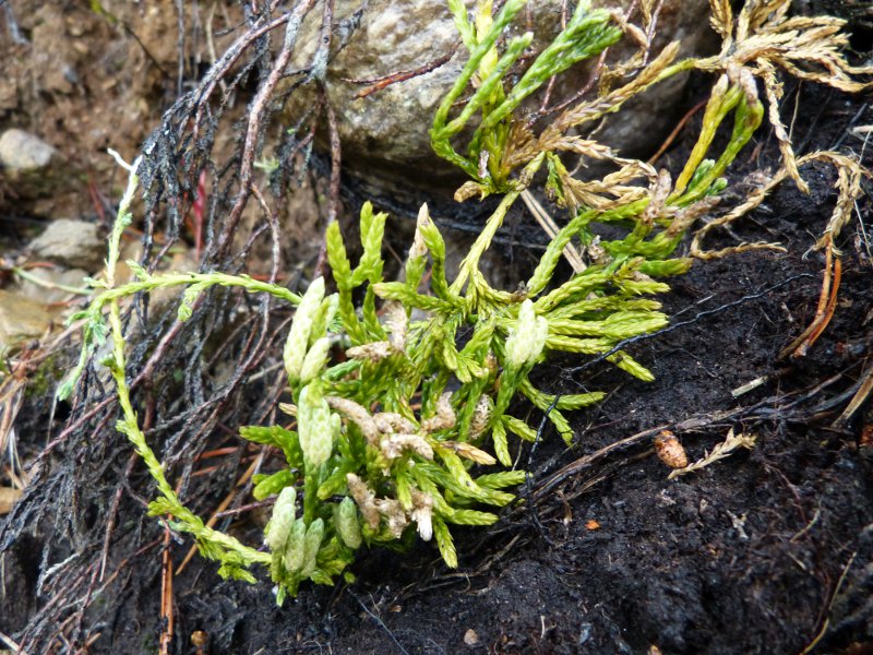 diphasium alpinum.jpg