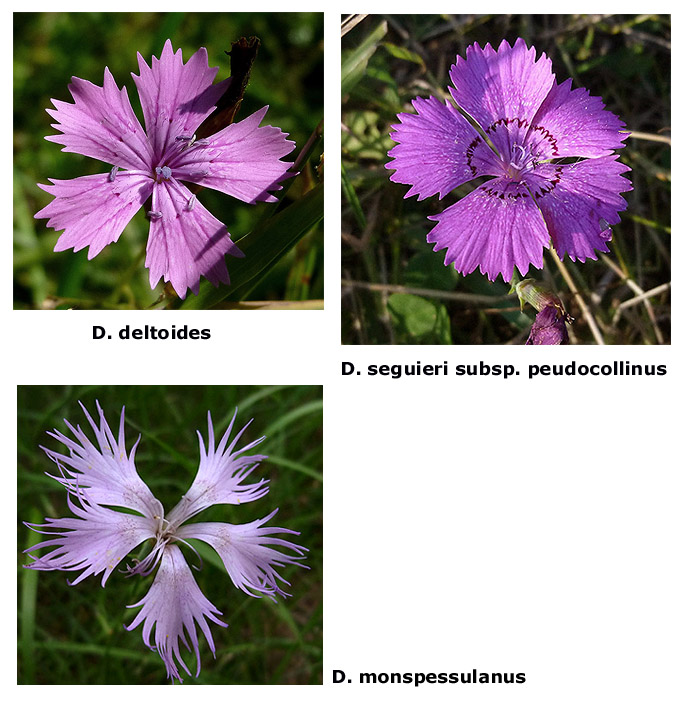 Dianthus compar.jpg