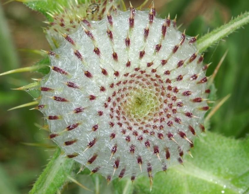 Cirsium eriophorum-Cirse laineux .jpg