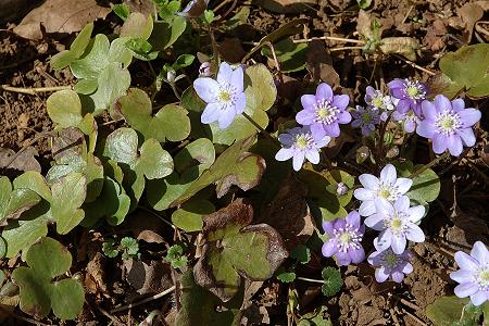 hepatica triloba.jpg