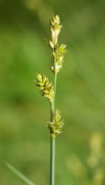Carex-canescens.jpg