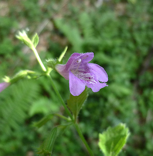 Assez commun en forêt, mais rare en cette fin août. Quelques pieds encore en fleurs au dessus de 1300 m. à Brameloup.