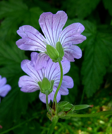 P1080529RRW.jpg