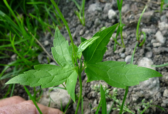 P1080533RRW.jpg