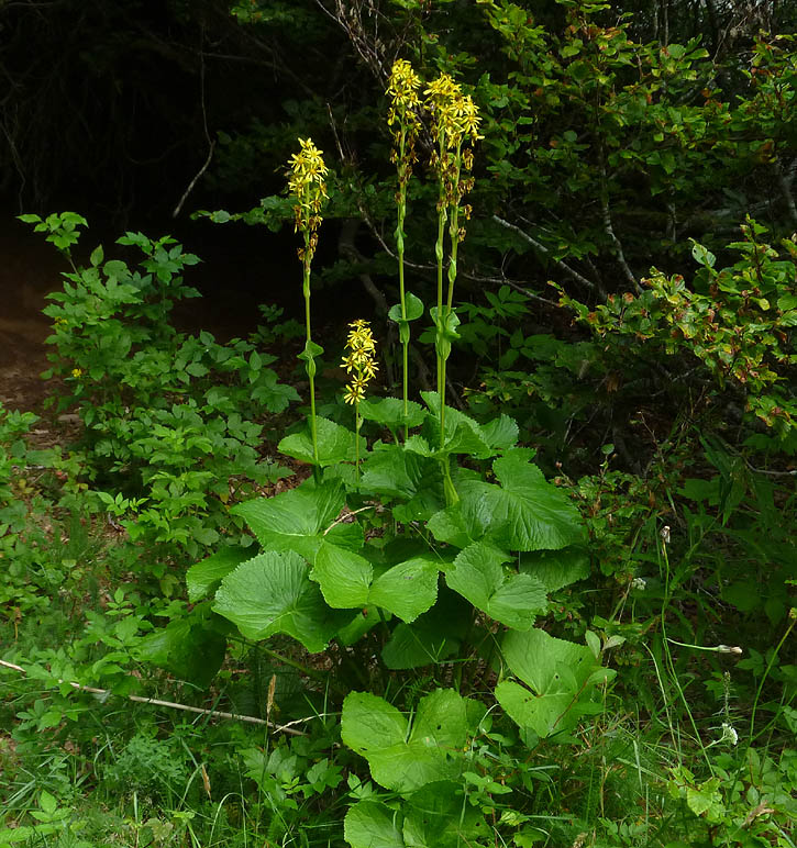 Grande plante d'environ 100 cm. Très rare, protégée en France. Une relique de la dernière glaciation.