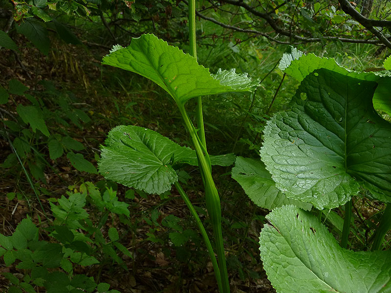 03P1070854RRW.jpg