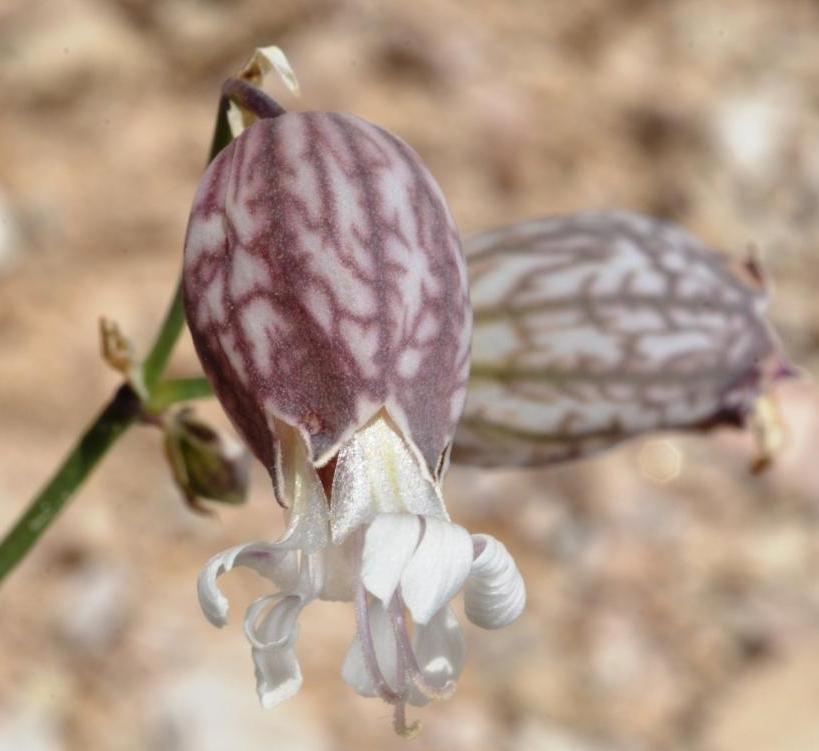Silene vulgaris.jpg