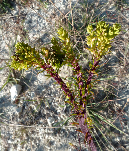 Odontites luteus