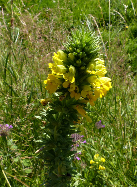 Parentucellia viscosa