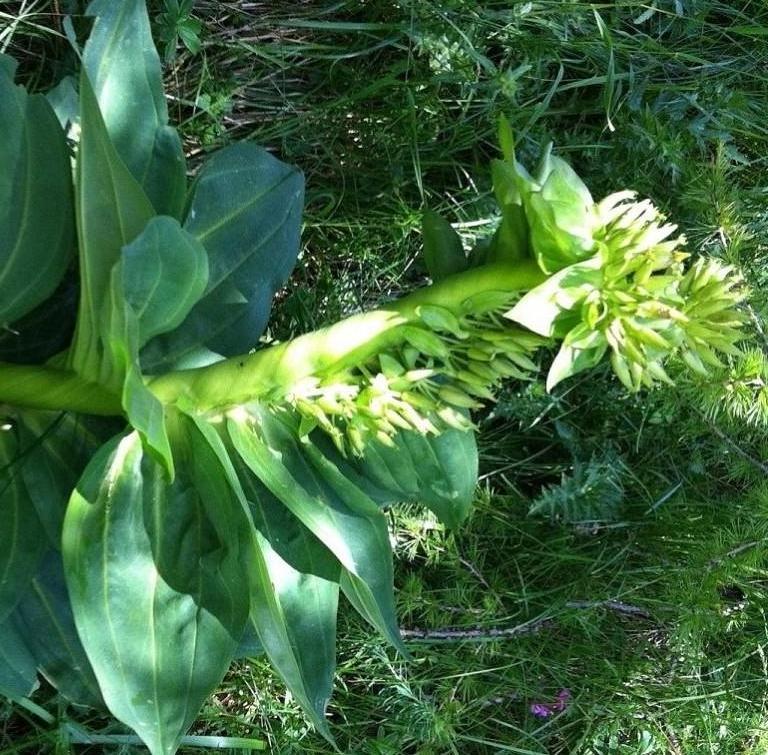 Gentiana lutea-Gentiane jaune 12bis.jpg