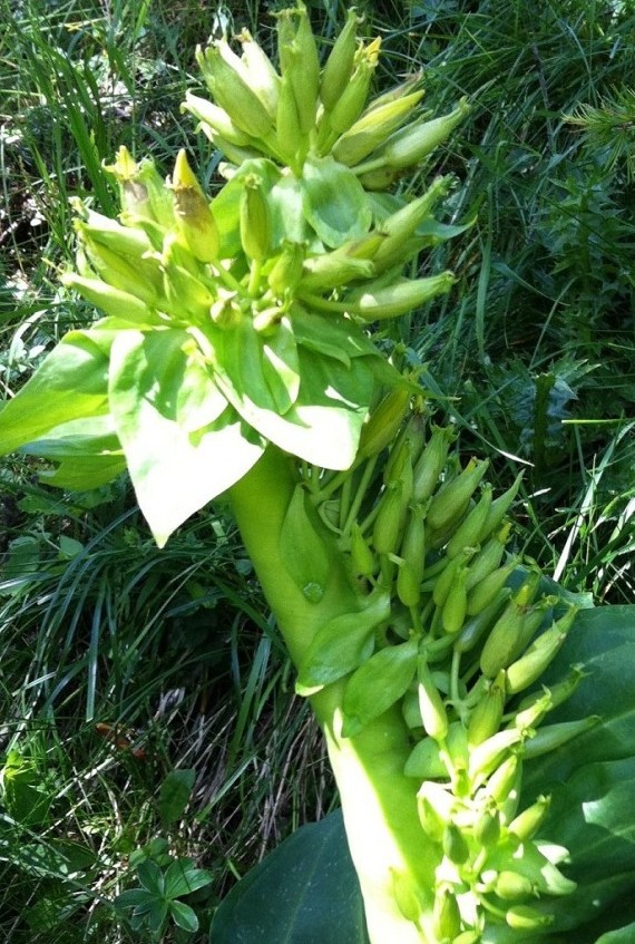 Gentiana lutea-Gentiane jaune 13bis.jpg