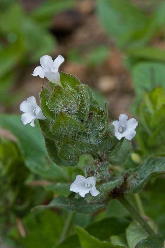 Blechum-pyramidatum2.jpg